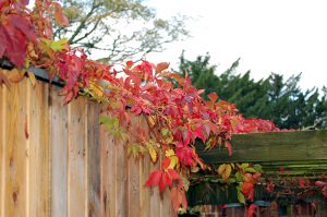Villvin, Parthenocissus quinquefolia, høst, høstfarger, høstfarger i hagen, espalier, gjerde, klatreplanter
