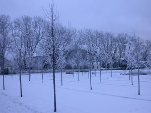 Mørk vinter i planteskolen der store trær produseres