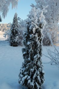 Snødekket hage