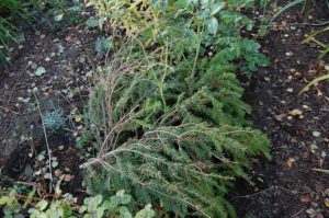Vinterdekke til rosene - juletreet fungerer fint!
