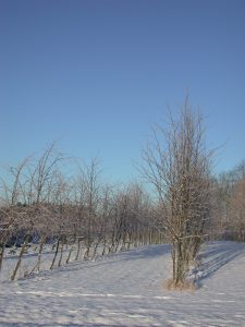 Vinterkvister