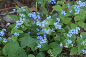 Brunnera, en blomstrende staude som tåler skygge