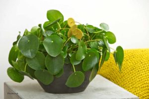 Pilea peperomiodes, en villig favoritt