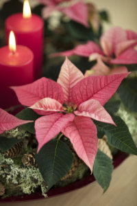 Adventskrans med rosa stjerner