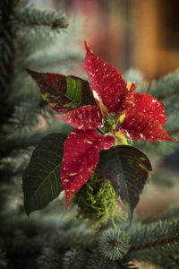 Pynt juletreet med minijulestjerner