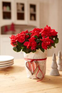 Blomster er julegaver alle blir glade for!