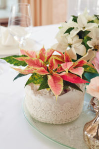 Julestjerne til vinterfesten