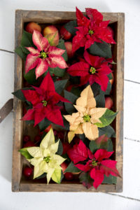 Sorter av julestjerner