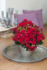 Rød jul med begonia