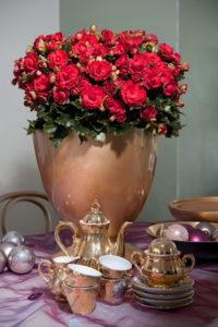 Rød begonia 'Grace' til julefest