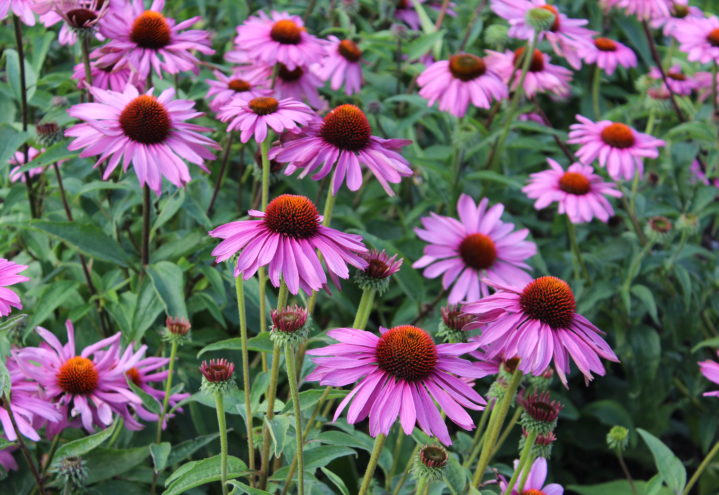 Echinea purpurea, purpursolhatt