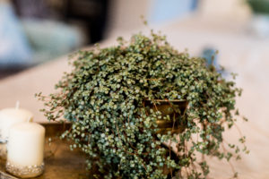 Pilea libanensis er en grønnplante med mange fans