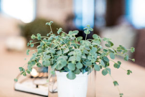 Sedum sieboldii