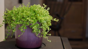 Pilea depressa 'Hanne'