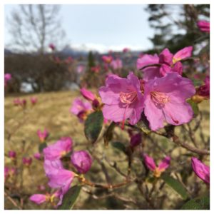 Rhododendron Praecox blomstrer på bar kvist