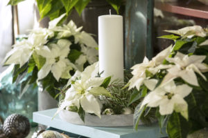 Juleeventyr med hvite julestjerner, granbar og lys