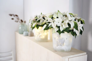 Lag din lysende blomsterpotte med hvite julestjerner