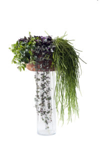 Grønnplanter i samspill - Aeschynanthus, Ceropegia, Rhipsalis
