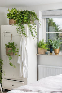Grønnplanter som er perfekte i små rom