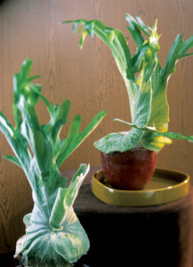 Platycerium, foto Flower Council of Holland