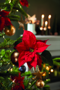 Nærbilde av julestjerne på juletreet
