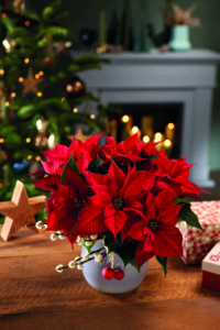 Julestjerner er julestemning