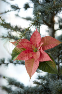 Tofarget julestjerne i juletreet