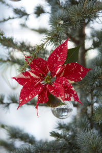 Dekorer juletreet vakkert med levende juleblomster!