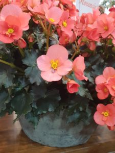 Begonia til sommerkrukkene