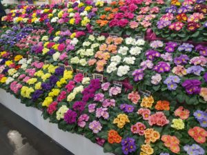 Sortsvalg er ikke enkelt - fra gartnermessen IPM Essen