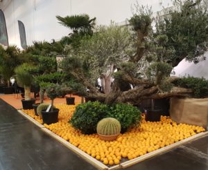 Utstilling på messen IPM-Essen - ikke alle planter er like lett å ta med hjem