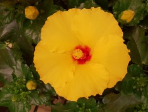 Hawaiirose, Hibiscus