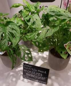 Monstera med små blader