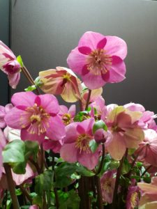 Helleborus, julerose