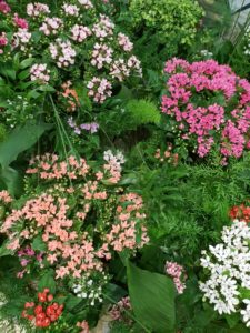 Bouvardia er en snittblomst i mange fargenyanser