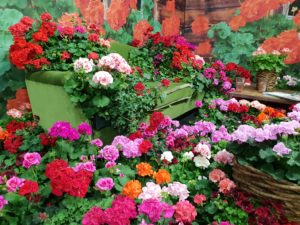 Pelargonia er sommer i blomsterformat!