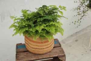 Adiantum raddianum