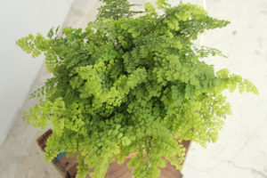 Adiantum raddianum