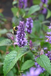 Agastache rugosa, korea-anisisop