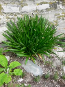 Allium nutans 'Aukrust'