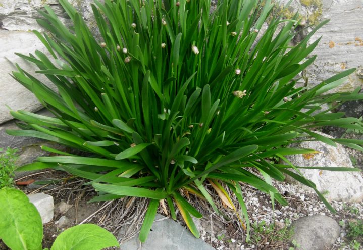 Allium nutans 'Aukrust'
