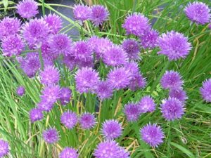 Allium schoenoprasum, gressløk