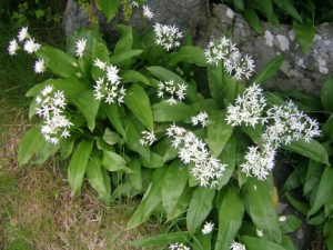 Allium ursinum er ramsløkens botaniske navn