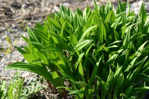 Allium victorialis, seiersløk