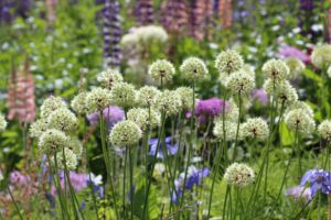Allium victorialis, seiersløk