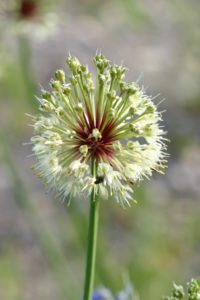 Allium victorialis