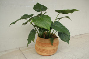Alocasia