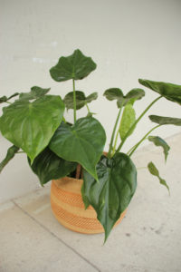 Alocasia