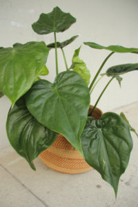 Alocasia cucullata