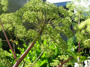 Angelica archangelica, kvann, er god mat